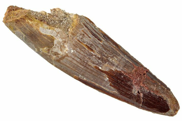 Fossil Spinosaurus Tooth - Real Dinosaur Tooth #296562